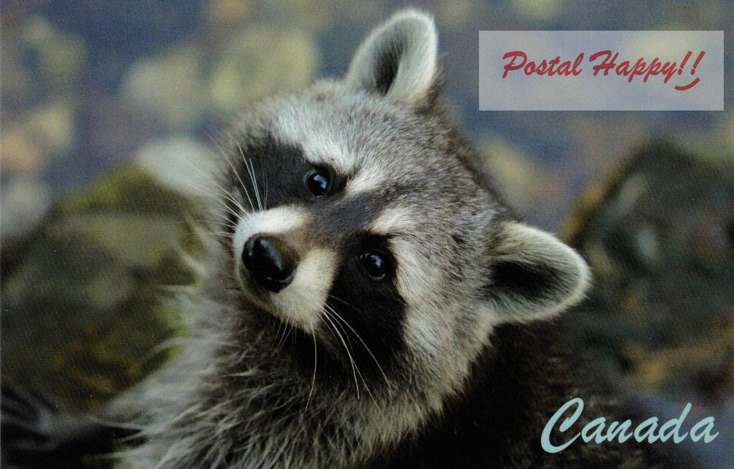 Raccoon Postcard