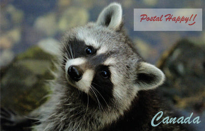 Raccoon Postcard
