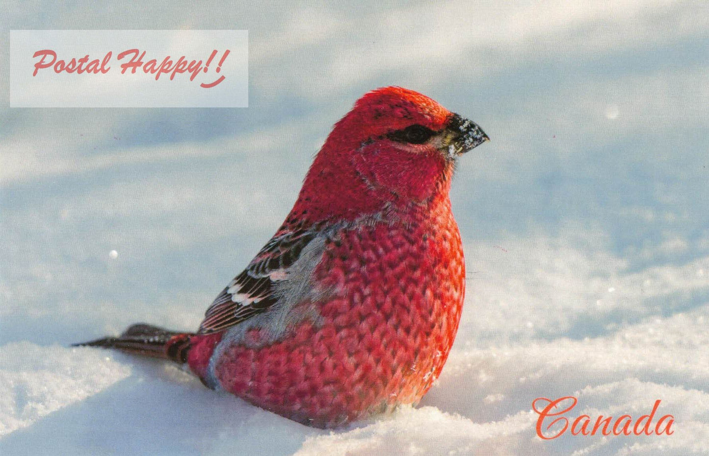 Pine Grosbeak Postcard