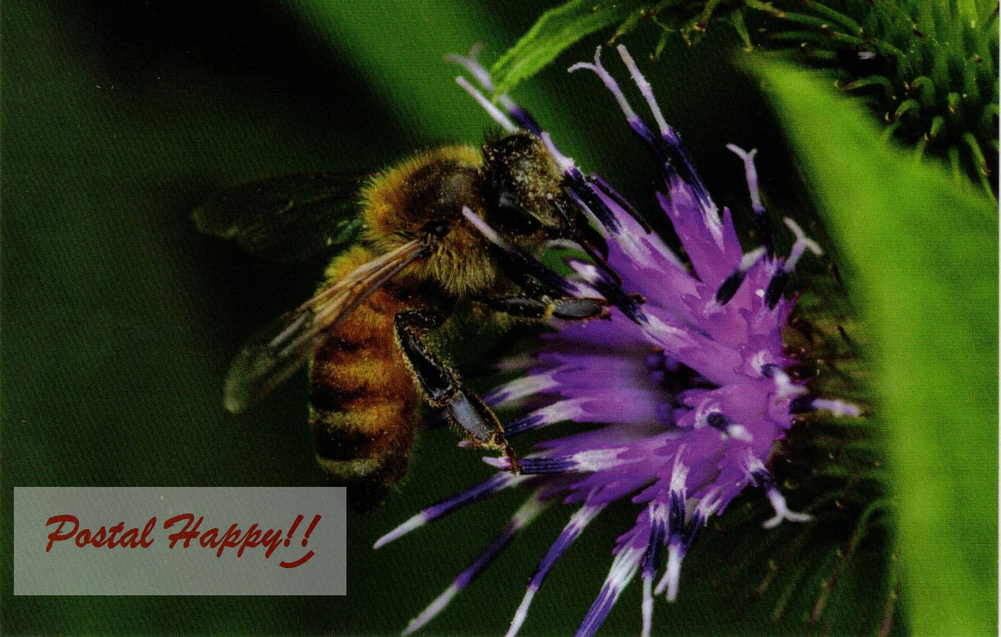 Bee on Purple Flower Postcard