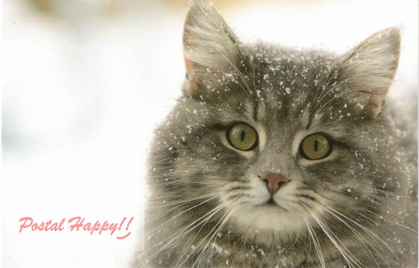 Snow Kitty Postcard