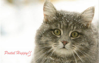 Snow Kitty Postcard