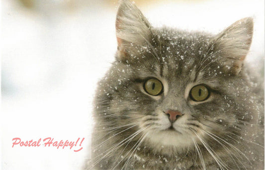 Snow Kitty Postcard