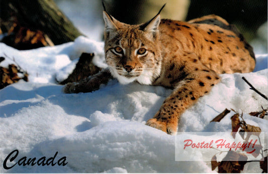 Lynx Postcard